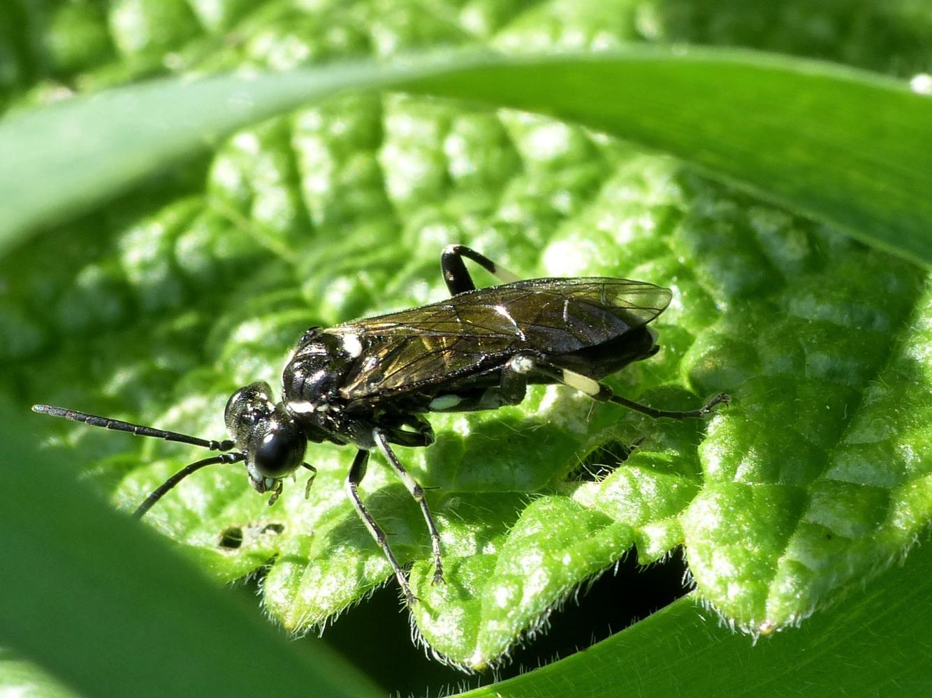 Allantus? Tenthredo? no... Macrophya cfr. alboannulata